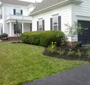 Testimonial - Mazziotti